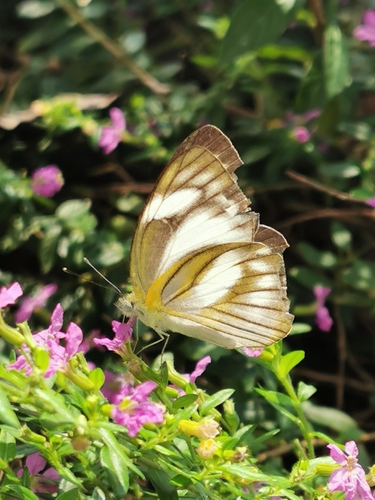 Striped Albatross