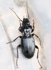 Pterostichus cristatus