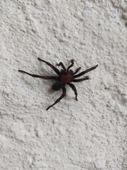 Barychelidae