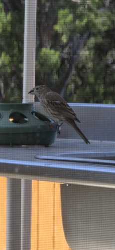 House Finch