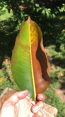 Magnoliopsida