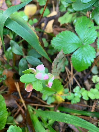 Lingonberry Gall
