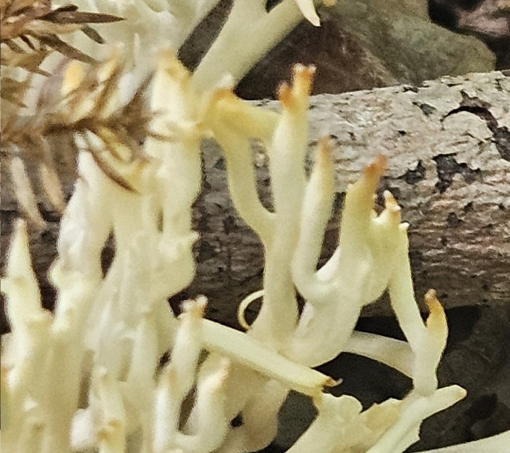 crown-tipped coral fungus · September 2026 · photo: Photo: (c) willingarden, some rights reserved (CC BY) · iNaturalist