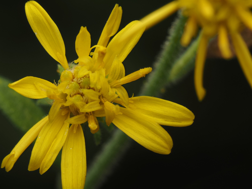 Solidago petiolaris, photograph 1
