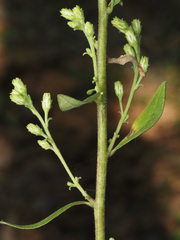 Solidago petiolaris, photograph (c) carter, some rights reserved (CC BY)
