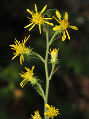 Solidago petiolaris, photograph (c) carter, some rights reserved (CC BY)
