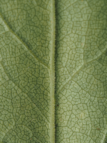 Solidago petiolaris, photograph 6