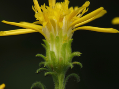Solidago petiolaris