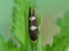 Lampronia capitella