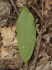 Solidago petiolaris, photograph (c) carter, some rights reserved (CC BY)