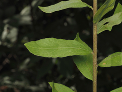 Solidago petiolaris, photograph (c) carter, some rights reserved (CC BY)