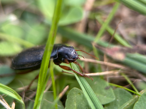Strawberry Seed Beetle