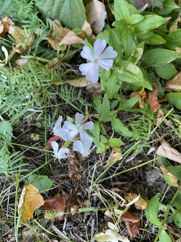 common soapwort