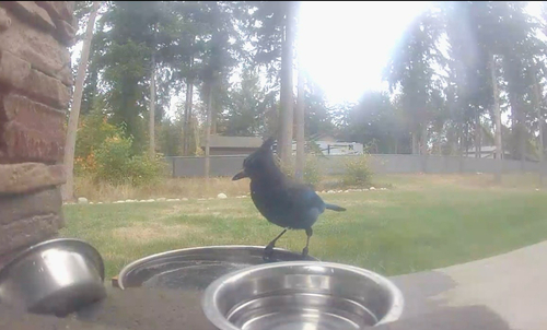 Steller's Jay