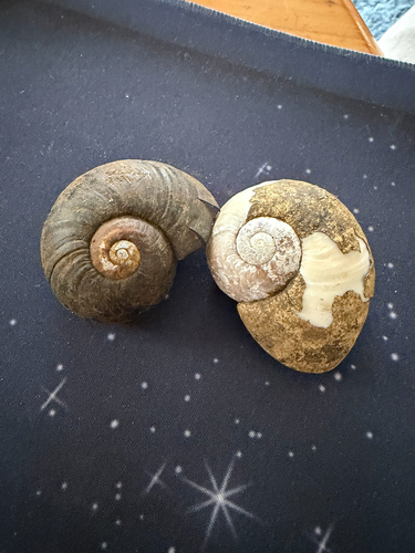 Paryphanta busbyi observed 2026-09-17