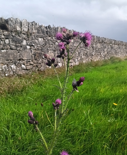 Cirsium palustre, photograph 2