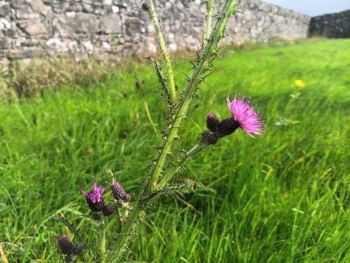 Cirsium palustre, photograph 3