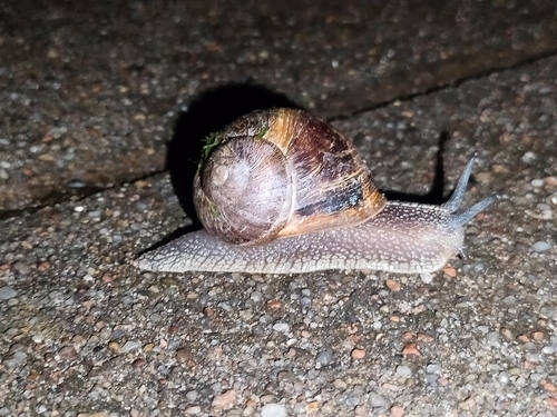 Garden Snail