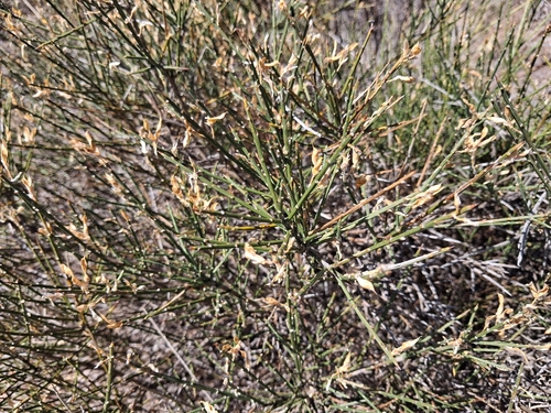 Genista hystrix