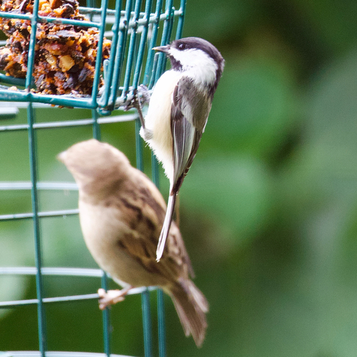 Black-capped Chickadee