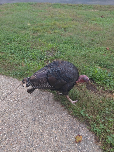 Wild Turkey