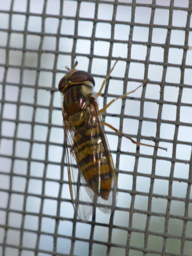 Marmalade Hover Fly