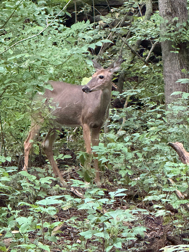 White-tailed Deer