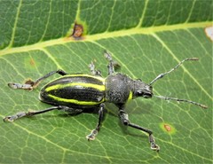 Teratopactus vittatus