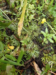 Ranunculus flabellaris