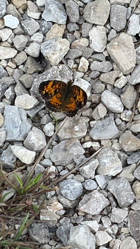 Pearl Crescent
