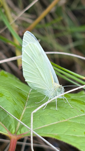 Small White