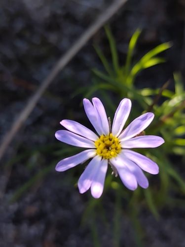 Zyrphelis taxifolia, 2026-09-19
