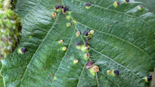 Alder Leaf Gall Mite