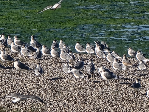 Franklin's Gull