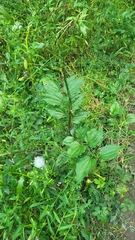 Smilax tamnoides
