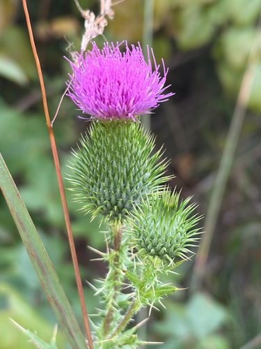 Bull Thistle