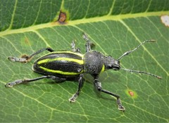 Teratopactus vittatus