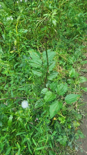 Smilax tamnoides, photograph 2