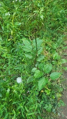 Smilax tamnoides, photograph author not stated, no rights reserved