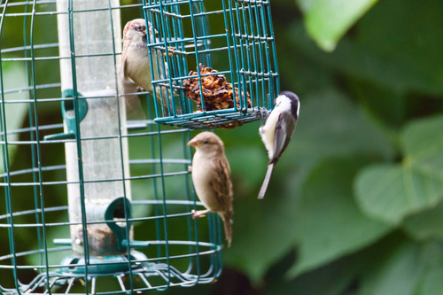 House Sparrow
