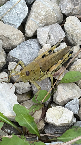 Differential Grasshopper