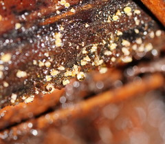 Lachnum pteridophyllum