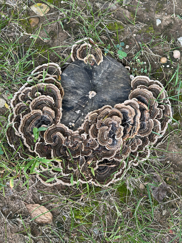 turkey-tail