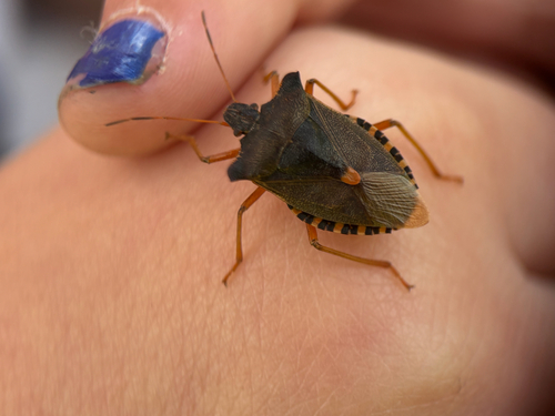 Forest Bug