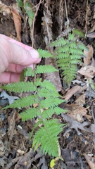 Athyrium asplenioides