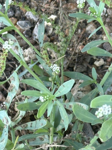 alkali heliotrope