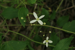 Clematis terniflora mandshurica
