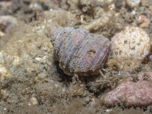 Calliostoma gemmulatum, 2026-09-18
