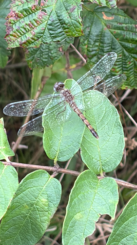 Blue-faced Meadowhawk