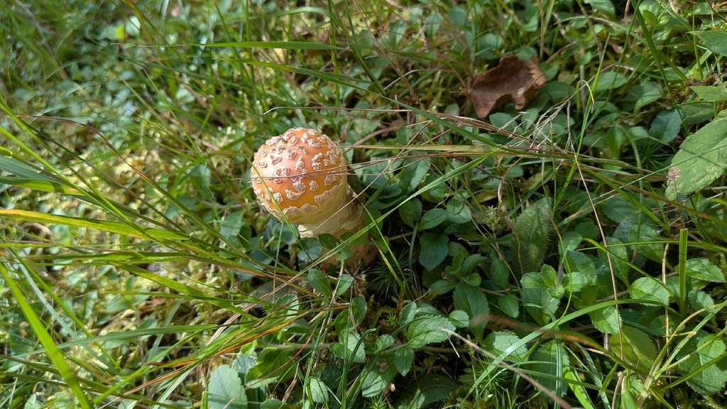 American Yellow Fly Agaric · September 2026 · photo: Photo: (c) alicia penney, some rights reserved (CC BY) · iNaturalist
